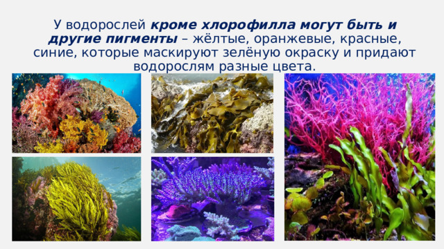 У водорослей кроме хлорофилла могут быть и другие пигменты – жёлтые, оранжевые, красные, синие, которые маскируют зелёную окраску и придают водорослям разные цвета. 