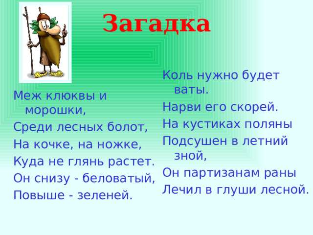Загадка Коль нужно будет ваты. Нарви его скорей. На кустиках поляны Подсушен в летний зной, Он партизанам раны Лечил в глуши лесной. Меж клюквы и морошки, Среди лесных болот, На кочке, на ножке, Куда не глянь растет. Он снизу - беловатый, Повыше - зеленей. 