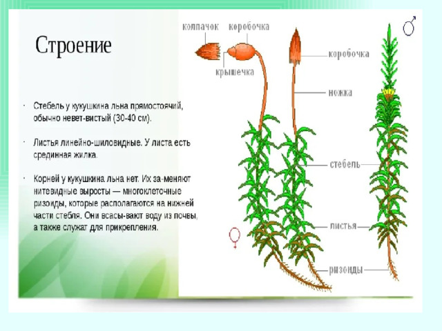 В чем проявляется усложнение строения мхов