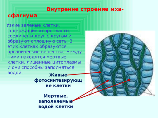  Внутренне строение мха-сфагнума  Узкие зеленые клетки, содержащие хлоропласты, соединены друг с другом и образуют сплошную сеть. В этих клетках образуются органические вещества, между ними находятся мертвые клетки, лишенные цитоплазмы и они способны заполняться водой. Живые фотосинтезирующие клетки Мертвые, заполняемые водой клетки 