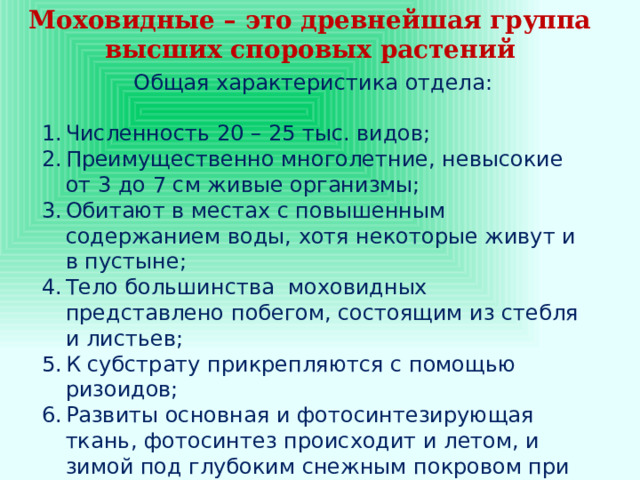 Моховидные – это древнейшая группа высших споровых растений Общая характеристика отдела: Численность 20 – 25 тыс. видов; Преимущественно многолетние, невысокие от 3 до 7 см живые организмы; Обитают в местах с повышенным содержанием воды, хотя некоторые живут и в пустыне; Тело большинства моховидных представлено побегом, состоящим из стебля и листьев; К субстрату прикрепляются с помощью ризоидов; Развиты основная и фотосинтезирующая ткань, фотосинтез происходит и летом, и зимой под глубоким снежным покровом при температуре - 14 ºС ; Размножаются половым путем. 