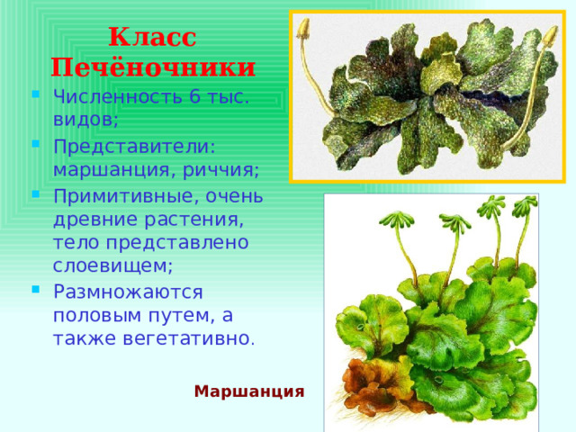 Класс Печёночники Численность 6 тыс. видов; Представители: маршанция, риччия; Примитивные, очень древние растения, тело представлено слоевищем; Размножаются половым путем, а также вегетативно . Маршанция 