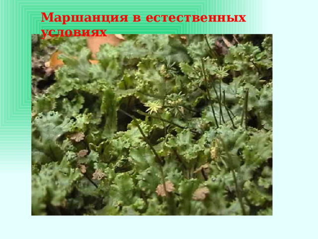 Маршанция в естественных условиях 