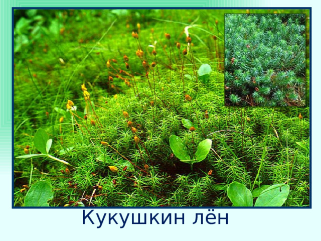  Кукушкин лён 4 