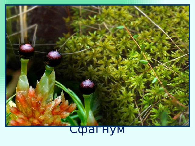  Сфагнум 4 