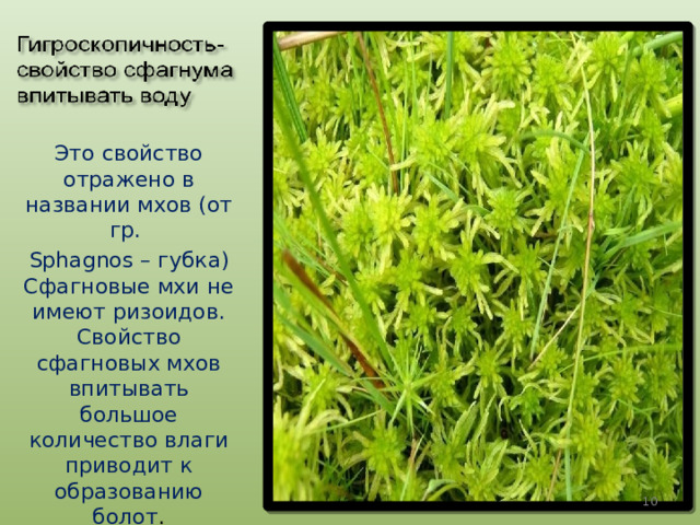 Сфагновое болото уровень организации