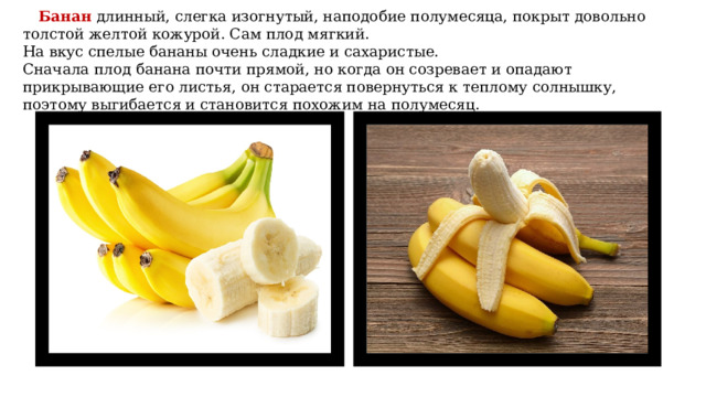 Банан длинный, слегка изогнутый, наподобие полумесяца, покрыт довольно толстой желтой кожурой. Сам плод мягкий.  На вкус спелые бананы очень сладкие и сахаристые.  Сначала плод банана почти прямой, но когда он созревает и опадают прикрывающие его листья, он старается повернуться к теплому солнышку, поэтому выгибается и становится похожим на полумесяц. 