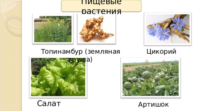 Пищевые растения Топинамбур (земляная груша) Цикорий Салат Артишок 