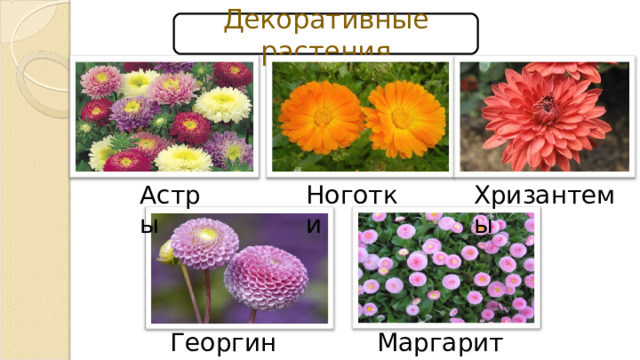 Декоративные растения Астры Хризантемы Ноготки Георгины Маргаритки 