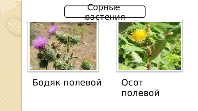 Сорные растения Бодяк полевой Осот полевой 