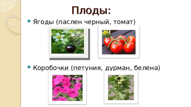 Плоды: Ягоды (паслен черный, томат)   Коробочки (петуния, дурман, белена) 