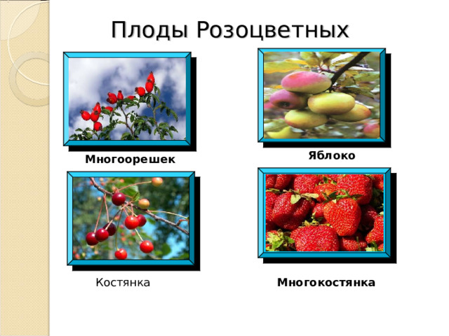 Плоды Розоцветных Яблоко Многоорешек Костянка Многокостянка 