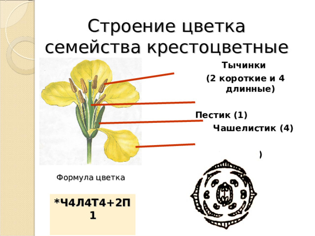 Строение цветка семейства крестоцветные Тычинки (2 короткие и 4 длинные)  Пестик (1)  Чашелистик (4)   Лепесток (4)  Формула цветка *Ч4Л4Т4+2П1   