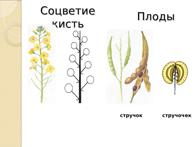 Соцветие кисть Плоды  стручок стручочек 