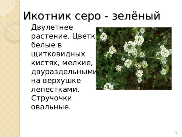 Икотник серо - зелёный  Двулетнее растение. Цветки белые в щитковидных кистях, мелкие, с двураздельными на верхушке лепестками. Стручочки овальные.  