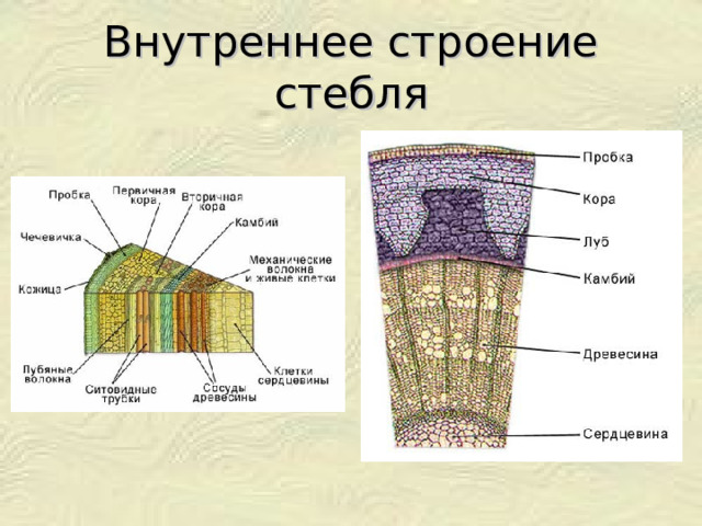 Ткань камбия биология 6 класс. Клеточное строение стебля 6 класс биология. Строение древесного стебля 6 класс биология. Поперечное сечение стебля Луб.