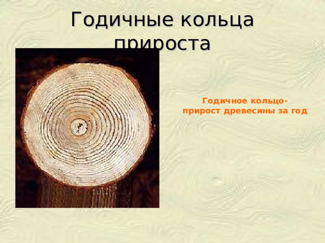 Годичные кольца прироста Годичное кольцо-  прирост древесины за год 