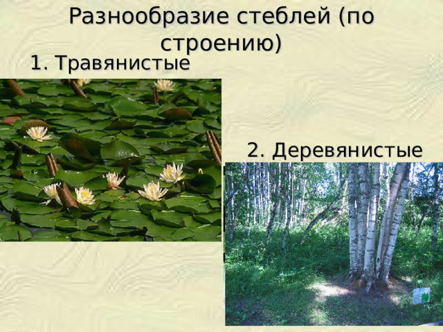 Разнообразие стеблей (по строению) 1. Травянистые 2. Деревянистые 
