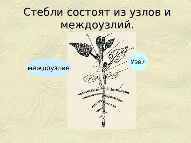 Стебли состоят из узлов и междоузлий. Узел междоузлие 