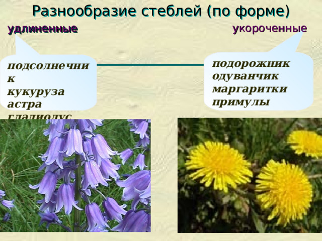 Разнообразие стеблей (по форме)   удлиненные укороченные подорожник одуванчик маргаритки примулы подсолнечник кукуруза астра гладиолус  