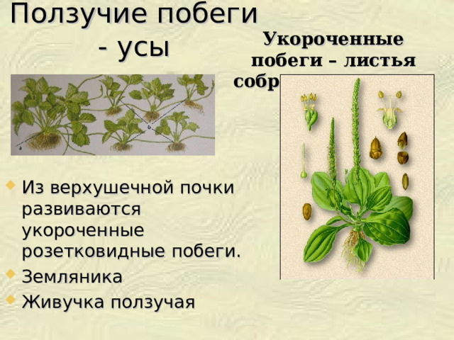 Ползучие побеги - усы Укороченные побеги – листья собраны в розетку. Из верхушечной почки развиваются укороченные розетковидные побеги. Земляника Живучка ползучая 