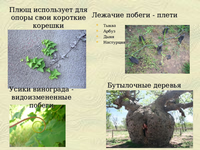 Плющ использует для опоры свои короткие корешки Лежачие побеги - плети Тыква Арбуз Дыня Настурция Бутылочные деревья Усики винограда -видоизмененные побеги 