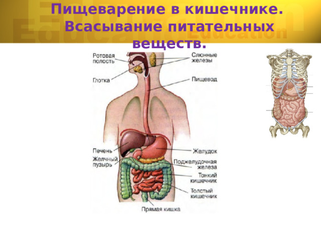 Пищеварение в кишечнике.  Всасывание питательных веществ.  