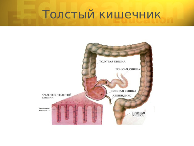 Толстый кишечник 