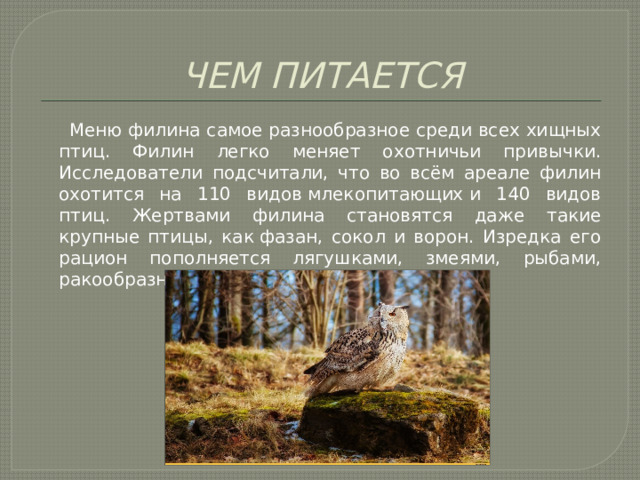 ЧЕМ ПИТАЕТСЯ  Меню филина самое разнообразное среди всех хищных птиц. Филин легко меняет охотничьи привычки. Исследователи подсчитали, что во всём ареале филин охотится на 110 видов млекопитающих и 140 видов птиц. Жертвами филина становятся даже такие крупные птицы, как фазан, сокол и ворон. Изредка его рацион пополняется лягушками, змеями, рыбами, ракообразными, насекомыми и пауками. 