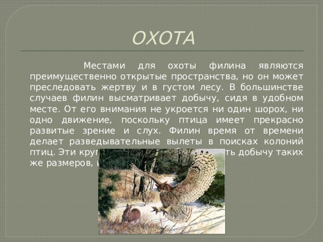 ОХОТА  Местами для охоты филина являются преимущественно открытые пространства, но он может преследовать жертву и в густом лесу. В большинстве случаев филин высматривает добычу, сидя в удобном месте. От его внимания не укроется ни один шорох, ни одно движение, поскольку птица имеет прекрасно развитые зрение и слух. Филин время от времени делает разведывательные вылеты в поисках колоний птиц. Эти крупные совы способны одолеть добычу таких же размеров, как и они сами. 