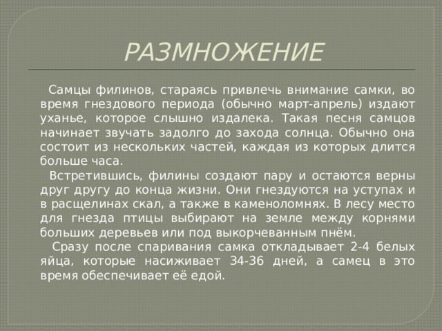 РАЗМНОЖЕНИЕ  Самцы филинов, стараясь привлечь внимание самки, во время гнездового периода (обычно март-апрель) издают уханье, которое слышно издалека. Такая песня самцов начинает звучать задолго до захода солнца. Обычно она состоит из нескольких частей, каждая из которых длится больше часа.  Встретившись, филины создают пару и остаются верны друг другу до конца жизни. Они гнездуются на уступах и в расщелинах скал, а также в каменоломнях. В лесу место для гнезда птицы выбирают на земле между корнями больших деревьев или под выкорчеванным пнём.  Сразу после спаривания самка откладывает 2-4 белых яйца, которые насиживает 34-36 дней, а самец в это время обеспечивает её едой. 