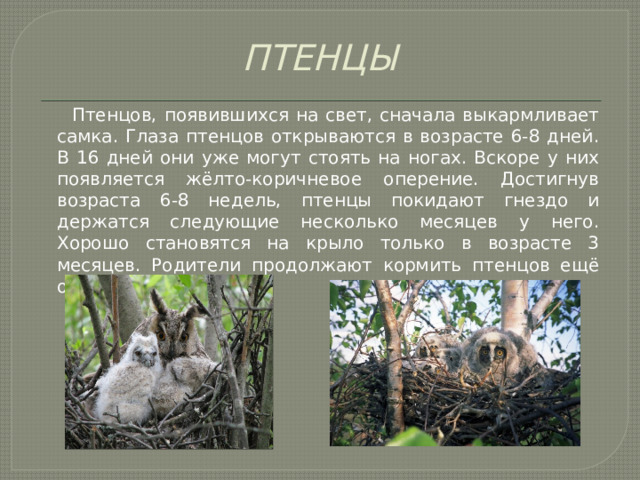 ПТЕНЦЫ  Птенцов, появившихся на свет, сначала выкармливает самка. Глаза птенцов открываются в возрасте 6-8 дней. В 16 дней они уже могут стоять на ногах. Вскоре у них появляется жёлто-коричневое оперение. Достигнув возраста 6-8 недель, птенцы покидают гнездо и держатся следующие несколько месяцев у него. Хорошо становятся на крыло только в возрасте 3 месяцев. Родители продолжают кормить птенцов ещё около месяца. 
