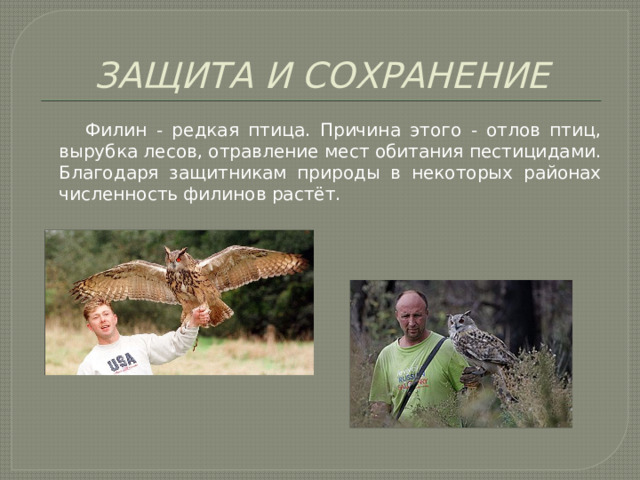 ЗАЩИТА И СОХРАНЕНИЕ  Филин - редкая птица. Причина этого - отлов птиц, вырубка лесов, отравление мест обитания пестицидами. Благодаря защитникам природы в некоторых районах численность филинов растёт. 