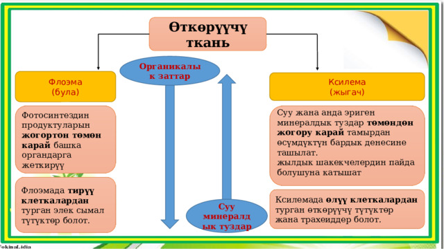 Өткөрүүчү ткань Органикалык заттар Флоэма (була) Ксилема (жыгач) Фотосинтездин продуктуларын жогортон төмөн карай башка органдарга жеткирүү Суу жана анда эриген минералдык туздар төмөндөн жогору карай тамырдан өсүмдүктүн бардык денесине ташылат. жылдык шакекчелердин пайда болушуна катышат Флоэмада тирүү клеткалардан турган элек сымал түтүктөр болот. Ксилемада өлүү клеткалардан турган өткөрүүчү түтүктөр жана трахеиддер болот. Суу минералдык туздар 