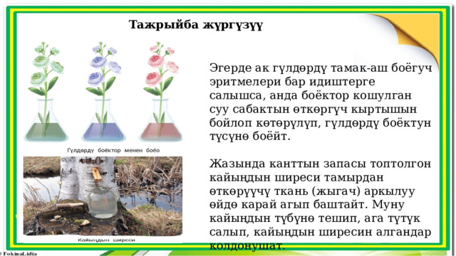 Тажрыйба жүргүзүү Эгерде ак гүлдөрдү тамак-аш боёгуч эритмелери бар идиштерге салышса, анда боёктор кошулган суу сабактын өткөргүч кыртышын бойлоп көтөрүлүп, гүлдөрдү боёктун түсүнө боёйт. Жазында канттын запасы топтолгон кайыңдын ширеси тамырдан өткөрүүчү ткань (жыгач) аркылуу өйдө карай агып баштайт. Муну кайыңдын түбүнө тешип, ага түтүк салып, кайыңдын ширесин алгандар колдонушат. 