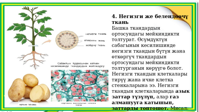 4. Негизги же белендөөчү ткань Башка ткандардын ортосундагы мейкиндикти толтурат. Өсүмдүктүн сабагынын кесилишинде негизги ткандын бүтүн жана өткөргүч ткандардын ортосундагы мейкиндикти толтурганын көрүүгө болот. Негизги ткандын клеткалары тирүү жана ичке клетка стенкаларына ээ. Негизги ткандын клеткаларында азык заттар түзүлүп, алар газ алмашууга катышып, заттарды топтошот. Мисал: Картошка целлюлозасы крахмал топтоло турган негизги ткандын клеткаларынан турат. Сабактын туурасынан кеткен кесилишинде ткандардын жайгашуусу 