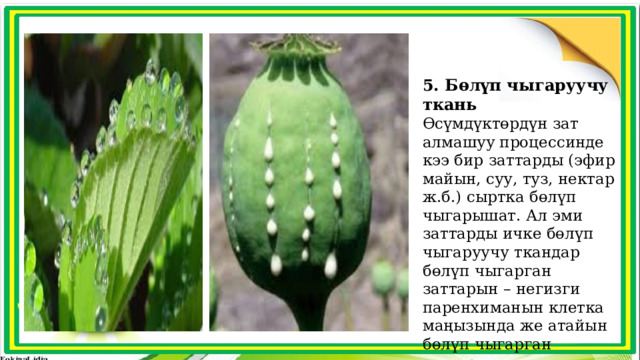 5. Бөлүп чыгаруучу ткань Өсүмдүктөрдүн зат алмашуу процессинде кээ бир заттарды (эфир майын, суу, туз, нектар ж.б.) сыртка бөлүп чыгарышат. Ал эми заттарды ичке бөлүп чыгаруучу ткандар бөлүп чыгарган заттарын – негизги паренхиманын клетка маңызында же атайын бөлүп чыгарган заттарды топтогон жайларында сакташат. 