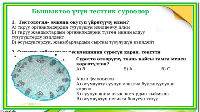 Бышыктоо үчүн тесттик суроолор Гистология- эмнени окутуп үйрөтүүчү илим? А) тирүү организмдердин түзүлүшүн изилдөөчү илим Б) тирүү жандыктардын организмдерин түзгөн минималдуу түзүлүштөрдү изилдейт В) өсүмдүктөрдүн, жаныбарлардын сырткы түзүлүшүн изилдейт 2. Өсүмдүк сабагынын кесилишинин сүрөтүн карап, текстти толуктаңыз  Сүрөттө өткөрүүчү ткань кайсы тамга менен көрсөтүлгөн? А) B Б) A В) C Анын функциясы: А) өсүмдүктү суунун ашыкча буулануусунан коргоо Б) суунун жана азык заттардын кыймылы В) өсүмдүктүн негизги бөлүгүн түзүү 
