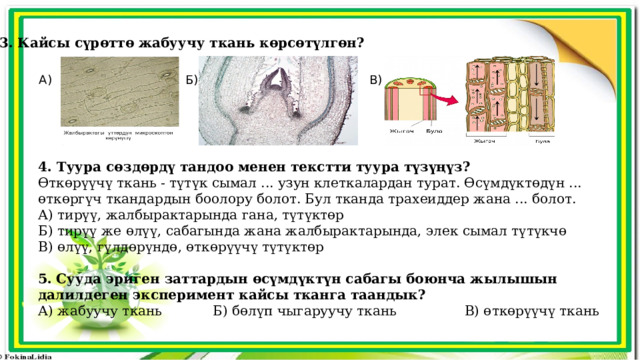 3. Кайсы сүрөттө жабуучу ткань көрсөтүлгөн? А) Б) В) 4. Туура сөздөрдү тандоо менен текстти туура түзүңүз? Өткөрүүчү ткань - түтүк сымал ... узун клеткалардан турат. Өсүмдүктөдүн ... өткөргүч ткандардын боолору болот. Бул тканда трахеиддер жана ... болот. А) тирүү, жалбырактарында гана, түтүктөр Б) тирүү же өлүү, сабагында жана жалбырактарында, элек сымал түтүкчө В) өлүү, гүлдөрүндө, өткөрүүчү түтүктөр 5.  Сууда эриген заттардын өсүмдүктүн сабагы боюнча жылышын далилдеген эксперимент кайсы тканга таандык? А) жабуучу ткань Б) бөлүп чыгаруучу ткань В) өткөрүүчү ткань 