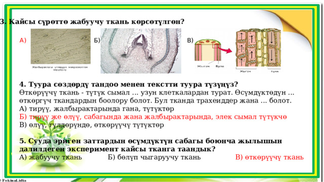 3. Кайсы сүрөттө жабуучу ткань көрсөтүлгөн? А) Б) В) 4. Туура сөздөрдү тандоо менен текстти туура түзүңүз? Өткөрүүчү ткань - түтүк сымал ... узун клеткалардан турат. Өсүмдүктөдүн ... өткөргүч ткандардын боолору болот. Бул тканда трахеиддер жана ... болот. А) тирүү, жалбырактарында гана, түтүктөр Б) тирүү же өлүү, сабагында жана жалбырактарында, элек сымал түтүкчө В) өлүү, гүлдөрүндө, өткөрүүчү түтүктөр 5.  Сууда эриген заттардын өсүмдүктүн сабагы боюнча жылышын далилдеген эксперимент кайсы тканга таандык? А) жабуучу ткань Б) бөлүп чыгаруучу ткань В) өткөрүүчү ткань 