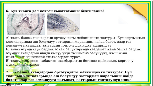  6. Бул тканга дал келген сыпаттаманы белгилеңиз? А) ткань башка ткандардын ортосундагы мейкиндикти толтурат. Бул кыртыштын клеткаларында аш болумдуу заттардын жаралышы пайда болот, алар газ алмашууга катышат, заттардын топтолушун ишке ашырышат Б) ткань өсүмдүктүн бардык өскөн бөлүктөрүндө кездешет жана башка бардык өсүмдүк ткандарын пайда кылуу үчүн тынымсыз бөлүнүүчү, жыш жыш жайгашкан кичинекей клеткалардан турат. В) ткань тамырдын, сабактын, жалбырактын бетинде жайгашып, коргоочу функцияны аткарат.  7. ... – башка ткандардын ортосундагы мейкиндикти толтурат. Бул ткандын клеткаларында аш болумдуу заттардын жаралышы пайда болот, алар газ алмашууга катышат, заттардын топтолушун ишке ашырат. А) өткөрүүчү ткань Б) бөлүп чыгаруучу ткань В) негизги (белендөөчү) ткань 