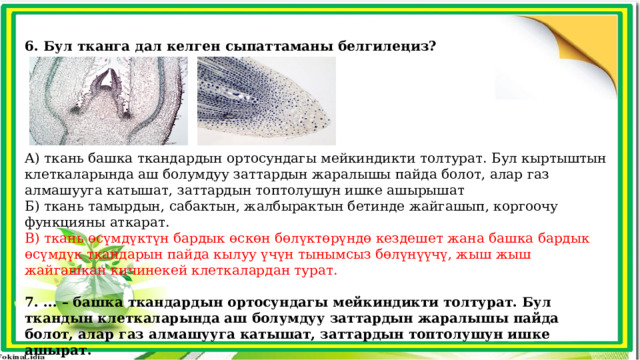  6. Бул тканга дал келген сыпаттаманы белгилеңиз? А) ткань башка ткандардын ортосундагы мейкиндикти толтурат. Бул кыртыштын клеткаларында аш болумдуу заттардын жаралышы пайда болот, алар газ алмашууга катышат, заттардын топтолушун ишке ашырышат Б) ткань тамырдын, сабактын, жалбырактын бетинде жайгашып, коргоочу функцияны аткарат. В) ткань өсүмдүктүн бардык өскөн бөлүктөрүндө кездешет жана башка бардык өсүмдүк ткандарын пайда кылуу үчүн тынымсыз бөлүнүүчү, жыш жыш жайгашкан кичинекей клеткалардан турат.  7. ... – башка ткандардын ортосундагы мейкиндикти толтурат. Бул ткандын клеткаларында аш болумдуу заттардын жаралышы пайда болот, алар газ алмашууга катышат, заттардын топтолушун ишке ашырат. А) өткөрүүчү ткань Б) бөлүп чыгаруучу ткань В) негизги (белендөөчү) ткань 