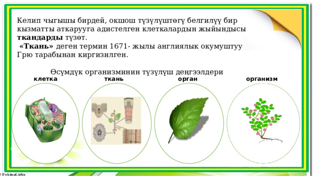Келип чыгышы бирдей, окшош түзүлүштөгү белгилүү бир кызматты аткарууга адистелген клеткалардын жыйындысы ткандарды түзөт.  «Ткань» деген термин 1671- жылы англиялык окумуштуу Грю тарабынан киргизилген. Өсүмдүк организминин түзүлүш деңгээлдери орган организм клетка ткань 