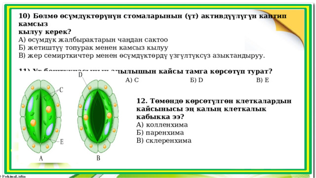 10) Бөлмө өсүмдүктөрүнүн стомаларынын (үт) активдүүлүгүн кантип камсыз кылуу керек? А) өсүмдүк жалбырактарын чаңдан сактоо Б) жетиштүү топурак менен камсыз кылуу В) жер семирткичтер менен өсүмдүктөрдү үзгүлтүксүз азыктандыруу. 11) Үт боштукчасынын ачылышын кайсы тамга көрсөтүп турат?       А) С Б) D В) E 12. Төмөндө көрсөтүлгөн клеткалардын кайсынысы эң калың клеткалык кабыкка ээ? А) колленхима Б) паренхима В) склеренхима 
