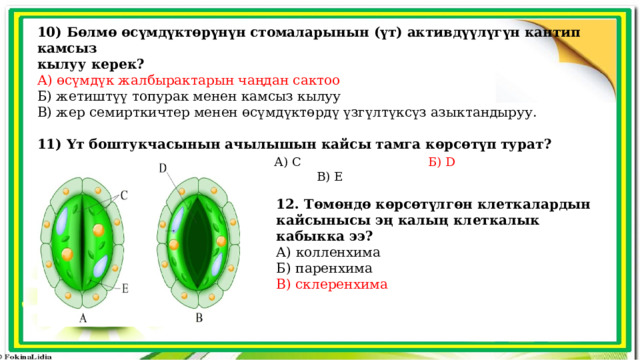 10) Бөлмө өсүмдүктөрүнүн стомаларынын (үт) активдүүлүгүн кантип камсыз кылуу керек? А) өсүмдүк жалбырактарын чаңдан сактоо Б) жетиштүү топурак менен камсыз кылуу В) жер семирткичтер менен өсүмдүктөрдү үзгүлтүксүз азыктандыруу. 11) Үт боштукчасынын ачылышын кайсы тамга көрсөтүп турат?      А) С Б) D В) E 12. Төмөндө көрсөтүлгөн клеткалардын кайсынысы эң калың клеткалык кабыкка ээ? А) колленхима Б) паренхима В) склеренхима 