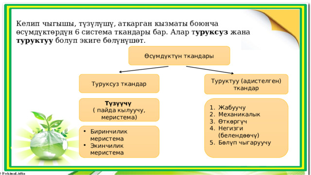 Келип чыгышы, түзүлүшү, аткарган кызматы боюнча өсүмдүктөрдүн 6 система ткандары бар. Алар т уруксуз жана туруктуу болуп экиге бөлүнүшөт. Өсүмдүктүн ткандары Туруктуу (адистелген) ткандар Туруксуз ткандар Түзүүчү  Жабуучу Механикалык Өткөргүч Негизги (белендөөчү) Бөлүп чыгаруучу ( пайда кылуучу, меристема) Биринчилик меристема Экинчилик меристема 