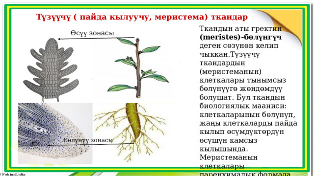 Түзүүчү ( пайда кылуучу, меристема) ткандар Ткандын аты гректин (meristes)-бөлүнгүч деген сөзүнөн келип чыккан.Түзүүчү ткандардын (меристеманын) клеткалары тынымсыз бөлүнүүгө жөндөмдүү болушат. Бул ткандын биологиялык мааниси: клеткаларынын бөлүнүп, жаңы клеткаларды пайда кылып өсүмдүктөрдүн өсүшүн камсыз кылышында. Меристеманын клеткалары паренхималык формада жука чел кабык менен капталган, ядросу жакшы өөрчүгөн тирүү клеткалардан турат. Өсүү зонасы Бөлүнүү зонасы 