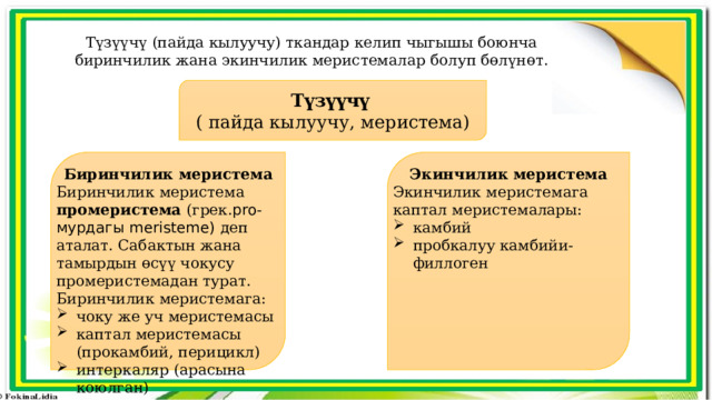 Түзүүчү (пайда кылуучу) ткандар келип чыгышы боюнча биринчилик жана экинчилик меристемалар болуп бөлүнөт. Түзүүчү  ( пайда кылуучу, меристема)  Биринчилик меристема Экинчилик меристема Биринчилик меристема промеристема (грек. pro- мурдагы meristeme) деп аталат. Сабактын жана тамырдын өсүү чокусу промеристемадан турат. Биринчилик меристемага: Экинчилик меристемага каптал меристемалары: чоку же уч меристемасы каптал меристемасы (прокамбий, перицикл) интеркаляр (арасына коюлган) камбий пробкалуу камбийи-филлоген  