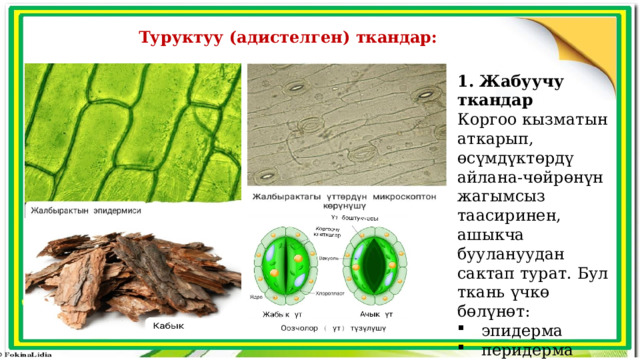 Туруктуу (адистелген) ткандар: өсүү конусу 1. Жабуучу ткандар Коргоо кызматын аткарып, өсүмдүктөрдү айлана-чөйрөнүн жагымсыз таасиринен, ашыкча буулануудан сактап турат. Бул ткань  үчкө бөлүнөт: эпидерма перидерма кабык жалбырак бүчүрлөрү колтук бүчүрлөрү дерматоген периблема плерома Сабактын өсүү чекити 
