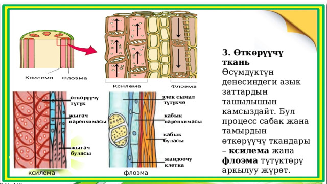 3. Өткөрүүчү ткань Өсүмдүктүн денесиндеги азык заттардын ташылышын камсыздайт. Бул процесс сабак жана тамырдын өткөрүүчү ткандары – ксилема жана флоэма түтүктөрү аркылуу жүрөт. элек сымал  түтүкчө өткөрүүчү түтүк жыгач кабык паренхимасы паренхимасы кабык буласы жыгач буласы жандоочу клетка флоэма ксилема 